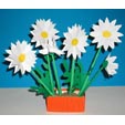 marguerite