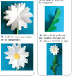 marguerites