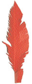 plume