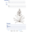 Exercice d'écriture sur le yucca