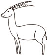 coloriage antilope