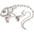 Coloriages de reptiles