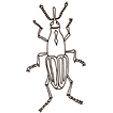 Coloriages d'insectes