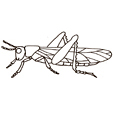 Coloriage insect