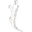 Coloriage crocodile