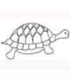 Coloriage tortue