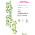 Les plantes vertes le jardin de Mathilde
