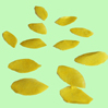 grains de blé