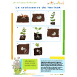 Croissance du haricot