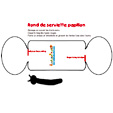Rond de serviette papillon