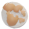 poser les morceaux de coquilles