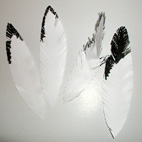 plume indienne