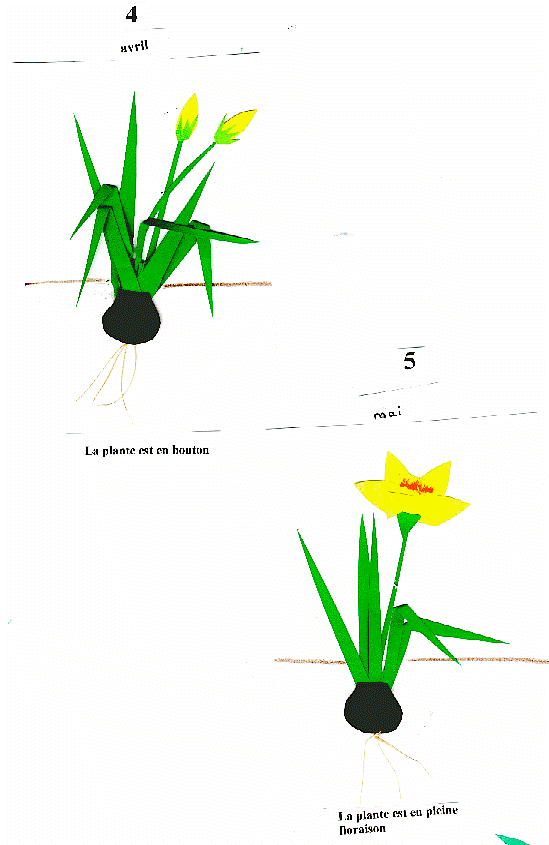 Cycle de la jonquille