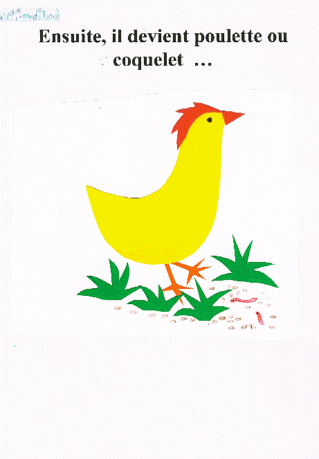 livre sur le coq