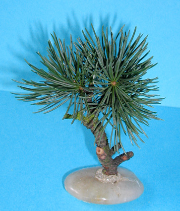 Petit Bonsai