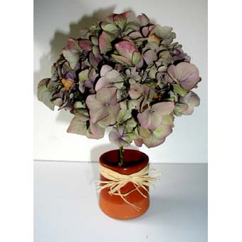 Hortensia en pot
