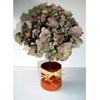 Cadeau hortensia à offrir