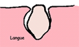 Les papilles caliciformes de la langue