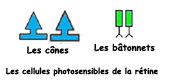 Comprendre ce qu'est la persistance rétinienne et son importance dans la vision