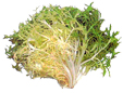 chicorée frisée