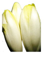 chicorée endive