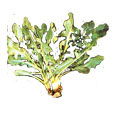 salade chicorée