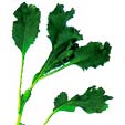 feuille de cresson