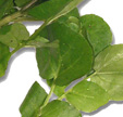 feuille de crésson d'eau