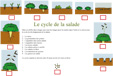 cycle des salades