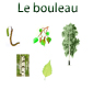 planche sur le  bouleau
