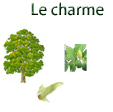Planche sur le charme