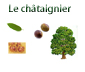 planche sur le chataîgnier