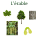Planche sur l'érable