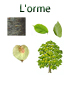 planche sur l'orme