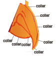 Coller le bec