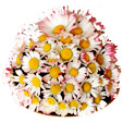 Bouquet boule de pâquerettes