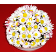 Bouquet de pâquerettes en forme de grosse boule