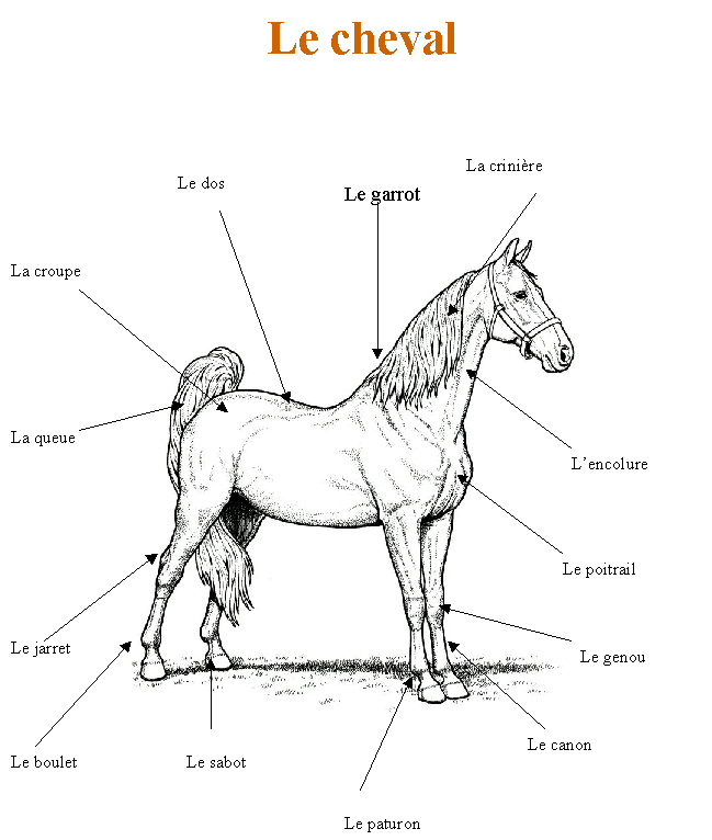 Livre sur le cheval