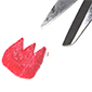 Couper les dents
