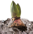 Planter l'oignon