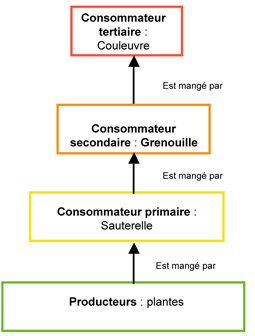 consommateur tertiaire
