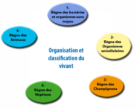 organisation du vivant