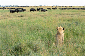 Savane