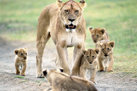 lion
