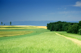Prairie