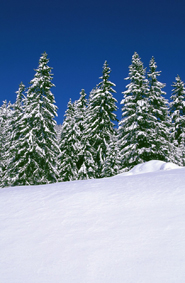 sapins