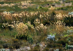 herbe prairie