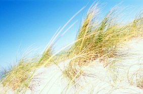 prairie sabloneuse
