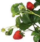 fraise