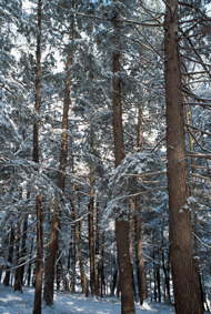 Taïga forêt de connifères